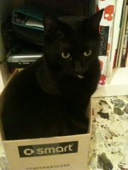 Il mio gatto nella scatola del portabicchieri