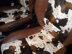 mucca marrone 0236.jpg