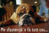Cane_sfatikat.jpg