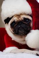 carlino-vestito-da-babbo-natale.jpg